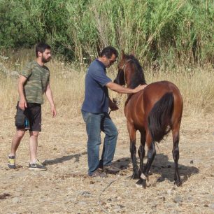 AMORGOS Giannis training horse (Large)